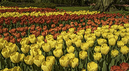 Yellow, Pink and Red Tulips